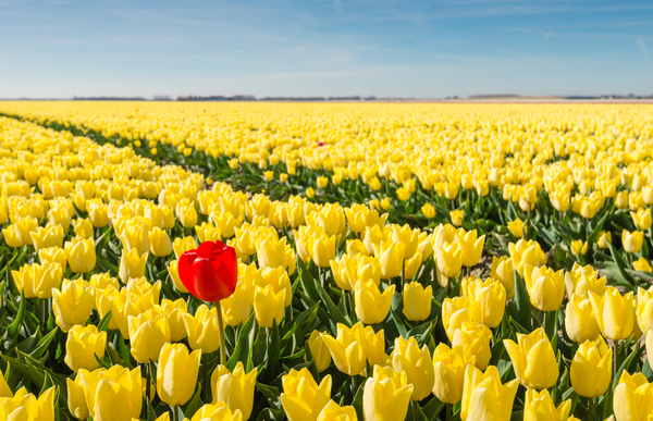 shutterstock 272057174